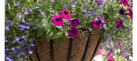 Hanging Baskets & Tubs Planting Tips